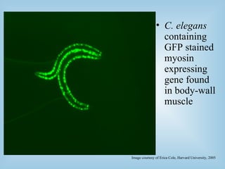 C. elegans  containing GFP stained myosin expressing gene found in body-wall muscle Image courtesy of Erica Cole, Harvard University, 2005 