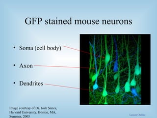 GFP stained mouse neurons Soma (cell body) Axon Dendrites Image courtesy of Dr. Josh Sanes, Harvard University, Boston, MA, Summer, 2005 Lesson Outline 