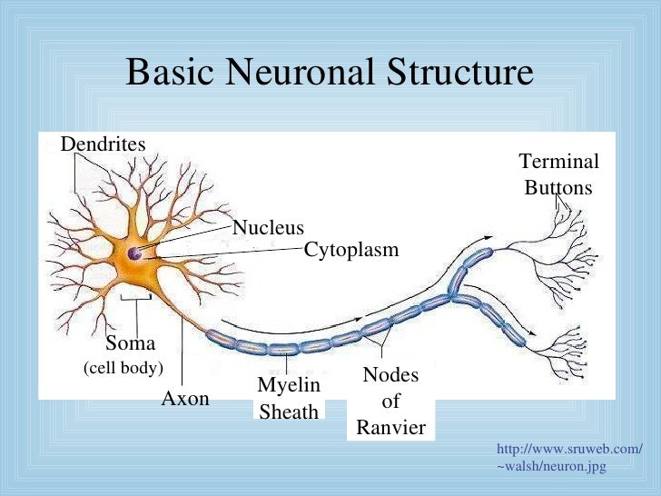 Split brain Phenomenon