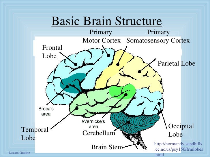 Split brain Phenomenon diagram of the occipital lobe 