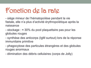 Fonction de la rate
- siège mineur de l’hématopoïèse pendant la vie
fœtale, elle n’a plus d’activité érythropoïétique après la
naissance
- stockage : ≈ 30% du pool plaquettaire pas pour les
globules rouges
- synthèse des anticorps (IgM surtout) lors de la réponse
immunitaire primitive
- phagocytose des particules étrangères et des globules
rouges anormaux
- élimination des débris cellulaires (corps de Jolly)
 