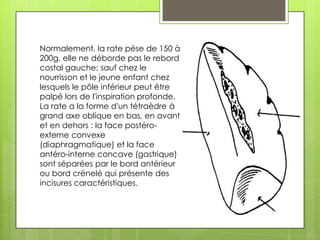 Normalement, la rate pèse de 150 à
200g, elle ne déborde pas le rebord
costal gauche; sauf chez le
nourrisson et le jeune enfant chez
lesquels le pôle inférieur peut être
palpé lors de l'inspiration profonde.
La rate a la forme d'un tétraèdre à
grand axe oblique en bas, en avant
et en dehors : la face postéro-
externe convexe
(diaphragmatique) et la face
antéro-interne concave (gastrique)
sont séparées par le bord antérieur
ou bord crénelé qui présente des
incisures caractéristiques.
 