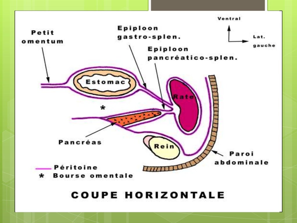 Splénomégalie dr merabet