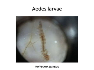 Aedes larvae
TONY SCARIA 2010 KMC
 