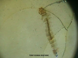 TONY SCARIA 2010 KMC
 