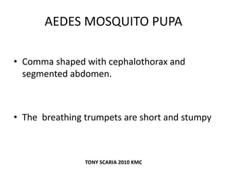 AEDES MOSQUITO PUPA
• Comma shaped with cephalothorax and
segmented abdomen.
• The breathing trumpets are short and stumpy
TONY SCARIA 2010 KMC
 