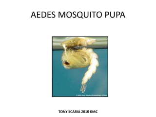AEDES MOSQUITO PUPA
TONY SCARIA 2010 KMC
 