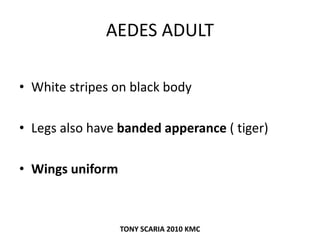 AEDES ADULT
• White stripes on black body
• Legs also have banded apperance ( tiger)
• Wings uniform
TONY SCARIA 2010 KMC
 