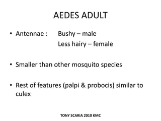 AEDES ADULT
• Antennae : Bushy – male
Less hairy – female
• Smaller than other mosquito species
• Rest of features (palpi & probocis) similar to
culex
TONY SCARIA 2010 KMC
 