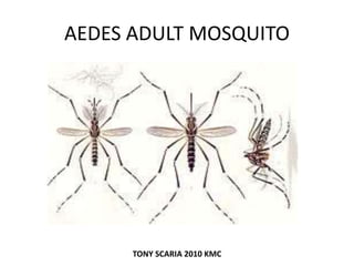AEDES ADULT MOSQUITO
TONY SCARIA 2010 KMC
 