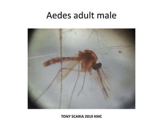 Aedes adult male
TONY SCARIA 2010 KMC
 