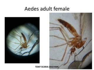 Aedes adult female
TONY SCARIA 2010 KMC
 