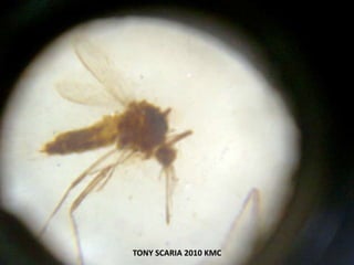 TONY SCARIA 2010 KMC
 