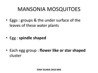 MANSONIA MOSQUITOES
• Eggs : groups & the under surface of the
leaves of these water plants
• Egg : spindle shaped
• Each egg group : flower like or star shaped
cluster
TONY SCARIA 2010 KMC
 