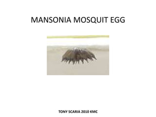 MANSONIA MOSQUIT EGG
TONY SCARIA 2010 KMC
 