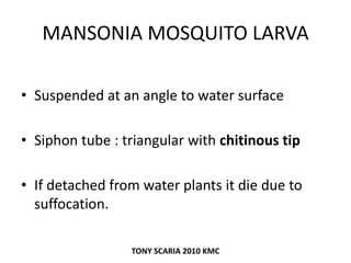 MANSONIA MOSQUITO LARVA
• Suspended at an angle to water surface
• Siphon tube : triangular with chitinous tip
• If detached from water plants it die due to
suffocation.
TONY SCARIA 2010 KMC
 