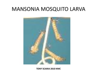 MANSONIA MOSQUITO LARVA
TONY SCARIA 2010 KMC
 
