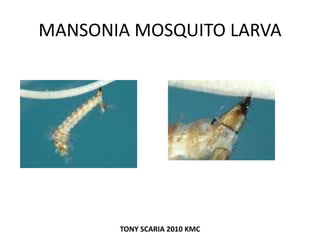 MANSONIA MOSQUITO LARVA
TONY SCARIA 2010 KMC
 