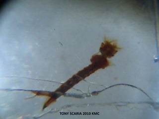 TONY SCARIA 2010 KMC
 