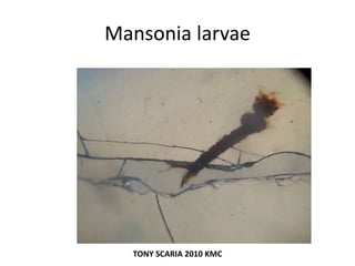 Mansonia larvae
TONY SCARIA 2010 KMC
 