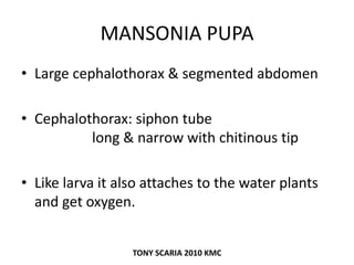 MANSONIA PUPA
• Large cephalothorax & segmented abdomen
• Cephalothorax: siphon tube
long & narrow with chitinous tip
• Like larva it also attaches to the water plants
and get oxygen.
TONY SCARIA 2010 KMC
 