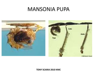 MANSONIA PUPA
TONY SCARIA 2010 KMC
 