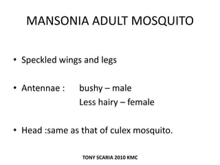 MANSONIA ADULT MOSQUITO
• Speckled wings and legs
• Antennae : bushy – male
Less hairy – female
• Head :same as that of culex mosquito.
TONY SCARIA 2010 KMC
 