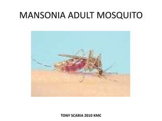 MANSONIA ADULT MOSQUITO
TONY SCARIA 2010 KMC
 