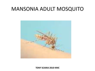 MANSONIA ADULT MOSQUITO
TONY SCARIA 2010 KMC
 