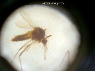 AEDES MOSQUITO
TONY SCARIA 2010 KMC
 
