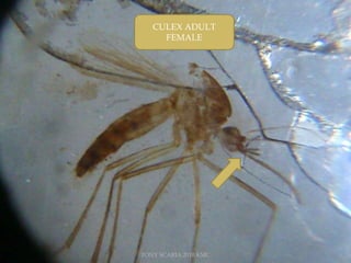 CULEX ADULT
FEMALE
TONY SCARIA 2010 KMC
 