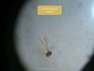 CULEX MALE
HEAD
TONY SCARIA 2010 KMC
 