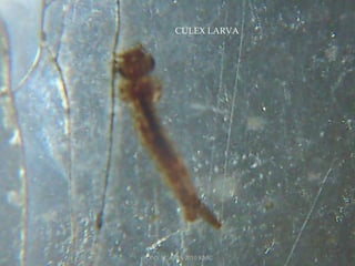 CULEX LARVA
TONY SCARIA 2010 KMC
 
