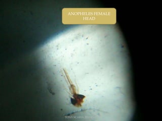 ANOPHELES FEMALE
HEAD
TONY SCARIA 2010 KMC
 