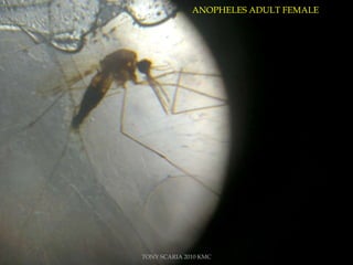 ANOPHELES ADULT FEMALE
TONY SCARIA 2010 KMC
 