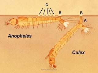 TONY SCARIA 2010 KMC
 