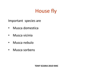 House fly
Important species are
• Musca domestica
• Musca vicinia
• Musca nebulo
• Musca sorbens
TONY SCARIA 2010 KMC
 