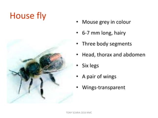 House fly
• Mouse grey in colour
• 6-7 mm long, hairy
• Three body segments
• Head, thorax and abdomen
• Six legs
• A pair of wings
• Wings-transparent
TONY SCARIA 2010 KMC
 
