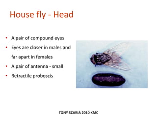 House fly - Head
• A pair of compound eyes
• Eyes are closer in males and
far apart in females
• A pair of antenna - small
• Retractile proboscis
TONY SCARIA 2010 KMC
 