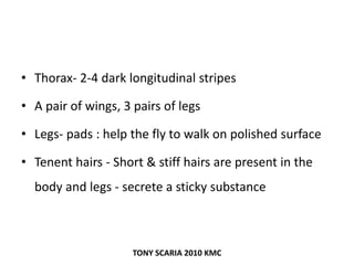 • Thorax- 2-4 dark longitudinal stripes
• A pair of wings, 3 pairs of legs
• Legs- pads : help the fly to walk on polished surface
• Tenent hairs - Short & stiff hairs are present in the
body and legs - secrete a sticky substance
TONY SCARIA 2010 KMC
 