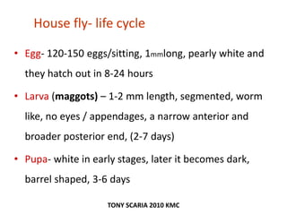 House fly- life cycle
• Egg- 120-150 eggs/sitting, 1mmlong, pearly white and
they hatch out in 8-24 hours
• Larva (maggots) – 1-2 mm length, segmented, worm
like, no eyes / appendages, a narrow anterior and
broader posterior end, (2-7 days)
• Pupa- white in early stages, later it becomes dark,
barrel shaped, 3-6 days
TONY SCARIA 2010 KMC
 