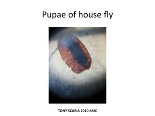 Pupae of house fly
TONY SCARIA 2010 KMC
 