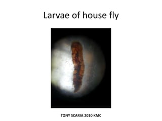 Larvae of house fly
TONY SCARIA 2010 KMC
 