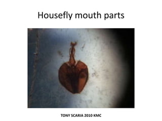 Housefly mouth parts
TONY SCARIA 2010 KMC
 