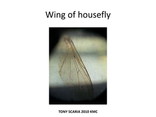 Wing of housefly
TONY SCARIA 2010 KMC
 