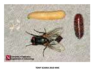 TONY SCARIA 2010 KMC
 