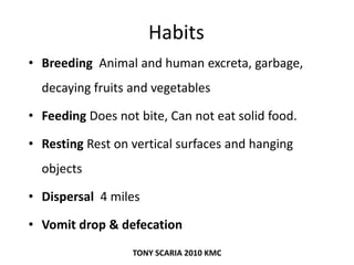 Habits
• Breeding Animal and human excreta, garbage,
decaying fruits and vegetables
• Feeding Does not bite, Can not eat solid food.
• Resting Rest on vertical surfaces and hanging
objects
• Dispersal 4 miles
• Vomit drop & defecation
TONY SCARIA 2010 KMC
 