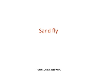Sand fly
TONY SCARIA 2010 KMC
 