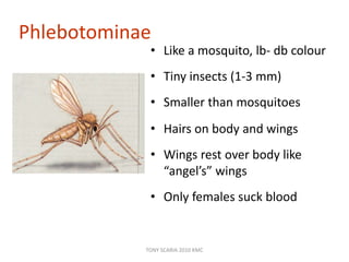 Phlebotominae
• Like a mosquito, lb- db colour
• Tiny insects (1-3 mm)
• Smaller than mosquitoes
• Hairs on body and wings
• Wings rest over body like
“angel’s” wings
• Only females suck blood
TONY SCARIA 2010 KMC
 