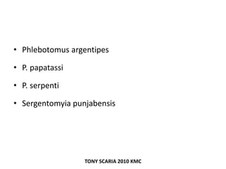 • Phlebotomus argentipes
• P. papatassi
• P. serpenti
• Sergentomyia punjabensis
TONY SCARIA 2010 KMC
 